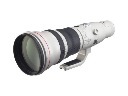 Best Canon Lens for Bird Photography - Buyer's Guide 3