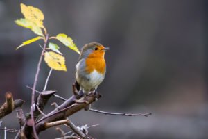 Best Canon Lens for Bird Photography