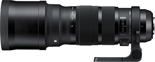 Best Sigma Lens for Sports Photography